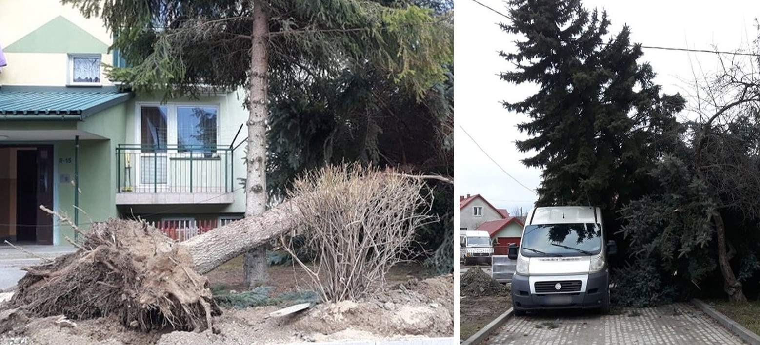 Drzewo niemal zmiażdżyło busa przy ul. Ogrodowej (VIDEO, ZDJĘCIA)