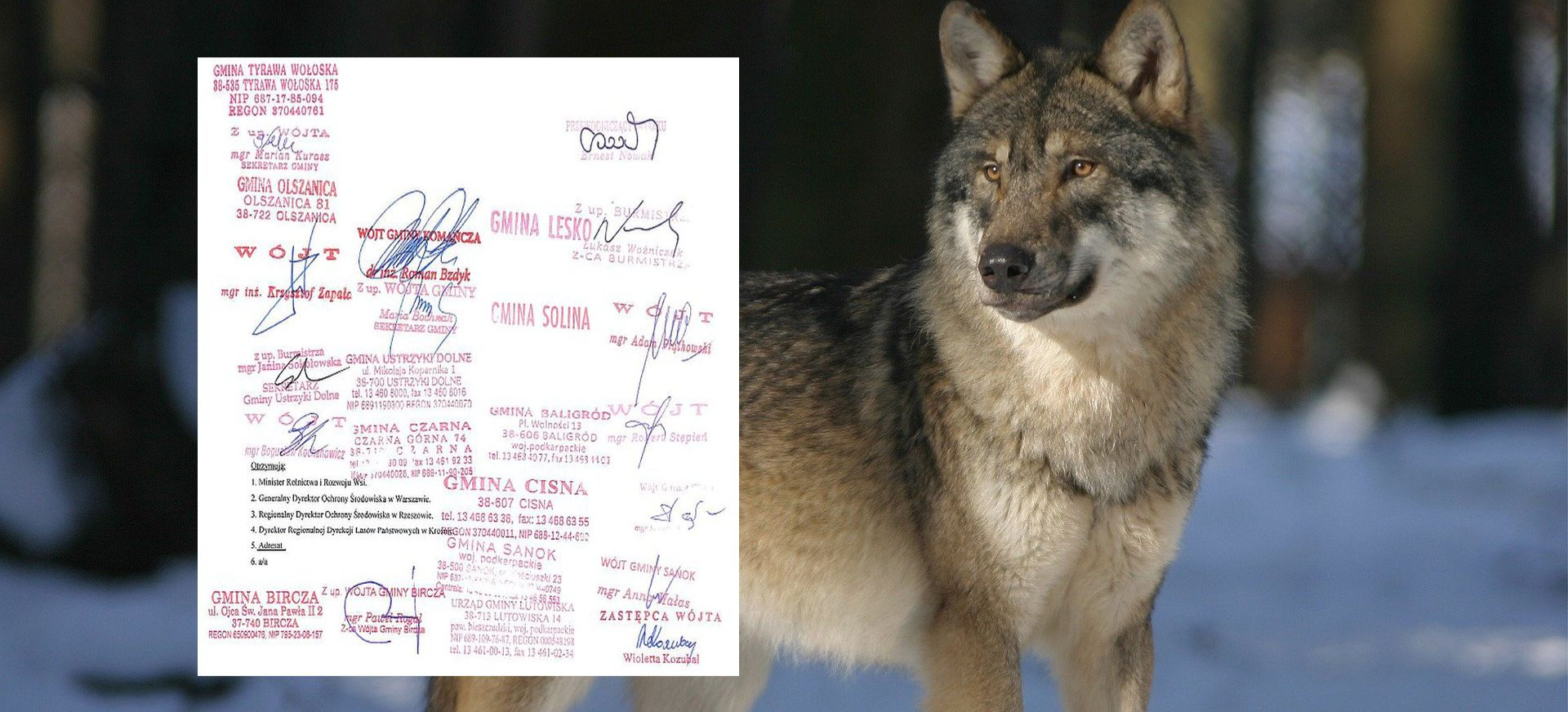 Samorządowcy napisali do ministra w sprawie wilków. Domagają się odstrzału redukcyjnego lub odłowienia części osobników