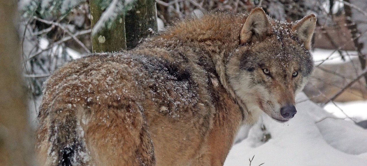 Jest decyzja o odstrzale 3 wilków. “Liczne ślady. Dwa osobniki bez strachu tuż obok ludzi” (VIDEO, ZDJĘCIA)