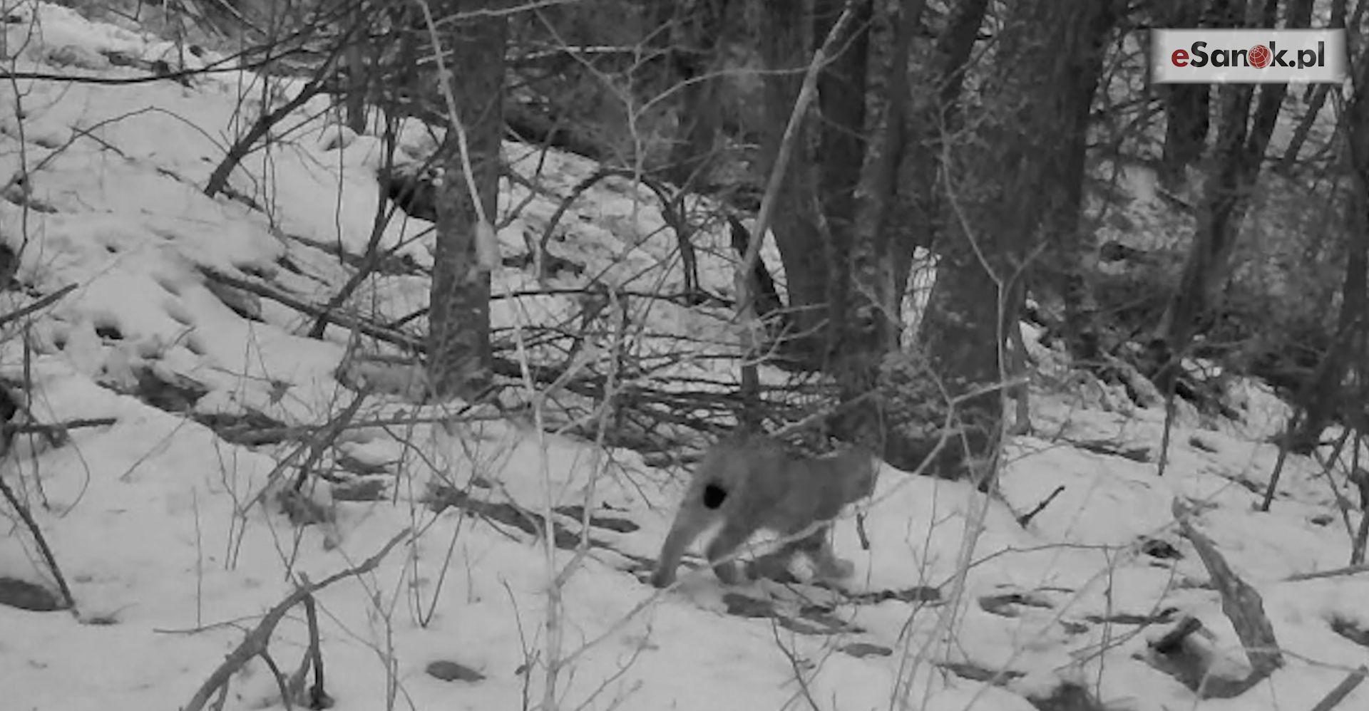 GMINA SANOK: Fotopułapka uchwyciła go w lesie. „Zdarza się to niezwykle rzadko” [VIDEO]