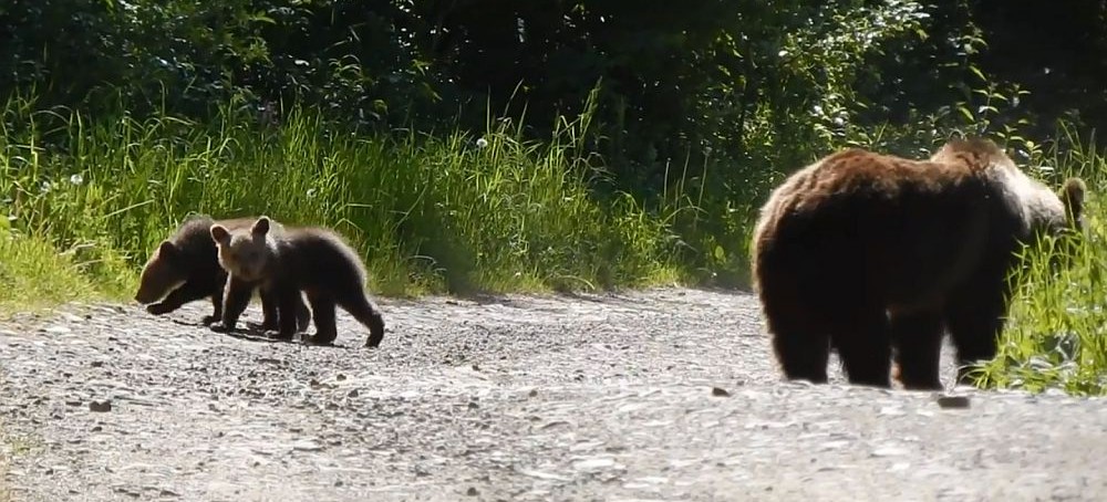 Niedźwiedzie w pobliżu! Nie polecamy takich spotkań (VIDEO)