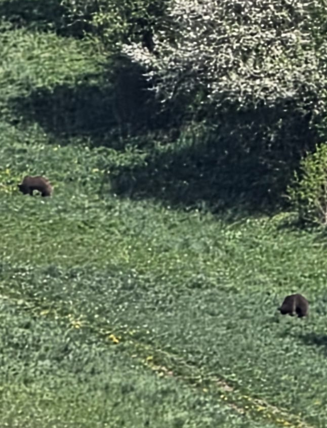 Niedźwiedzie w pobliżu kościoła w Wołkowyi. W tym czasie trwała Pierwsza Komunia Święta [FOTO]