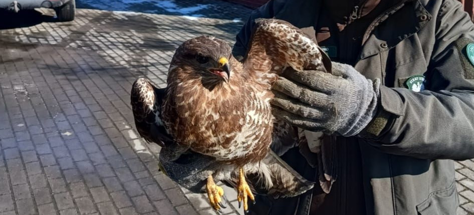 Bohaterska akcja nadleśnictwa Brzozów. Uratowali wyziębionego myszołowa!