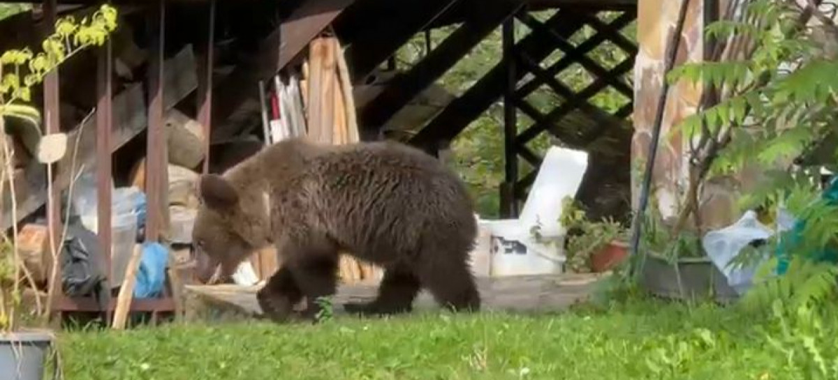 Niedźwiedź na podwórku w Wetlinie. Młode zwierzę próbowało wejść do domu [VIDEO, ZDJĘCIA]