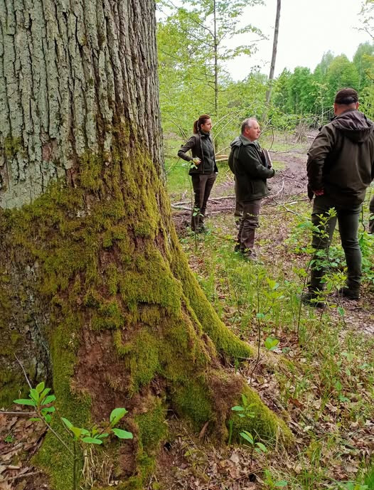 RDLP: Pozytywny wynik audytu PEFC