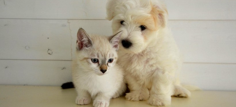 RZESZÓW. Świąteczna zbiórka dla bezdomnych zwierzaków!