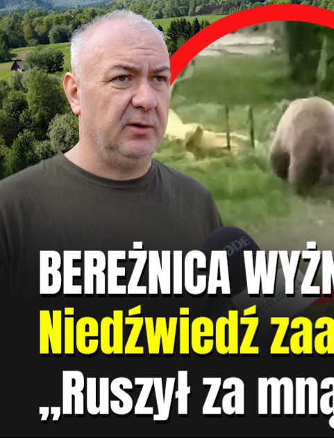 BEREŻNICA WYŻNA: Niedźwiedź zaatakował w garażu! „Ruszył za mną w pościg” [VIDEO]