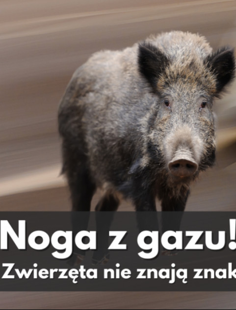 Złota, ale niebezpieczna jesień. Uważaj na miłosny szał na drodze!