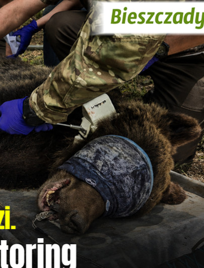 BIESZCZADY: Osiem niedźwiedzi odłowionych w tydzień. Trwają działania RDOŚ [VIDEO, ZDJĘCIA]