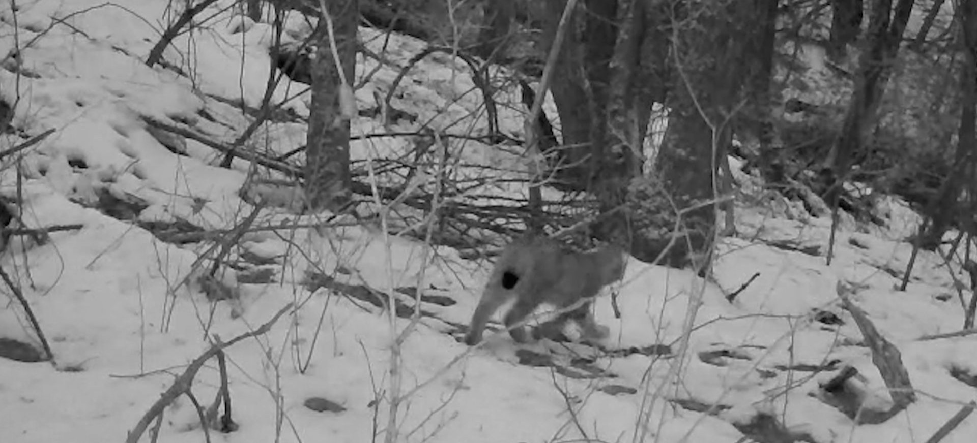 GMINA SANOK: Fotopułapka uchwyciła go w lesie. „Zdarza się to niezwykle rzadko” [VIDEO]