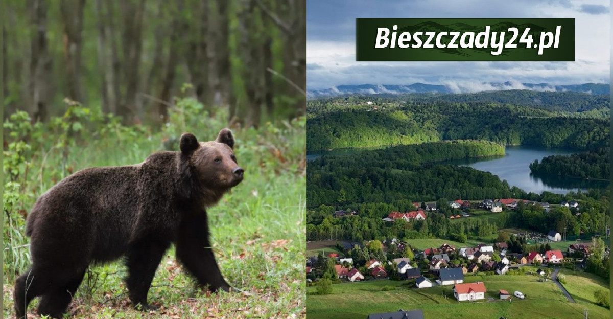 Plaga niedźwiedzi w gminie Solina. „Sytuacja jest bardzo poważna”. Wójt powołuje patrole i apeluje o pomoc do państwa!