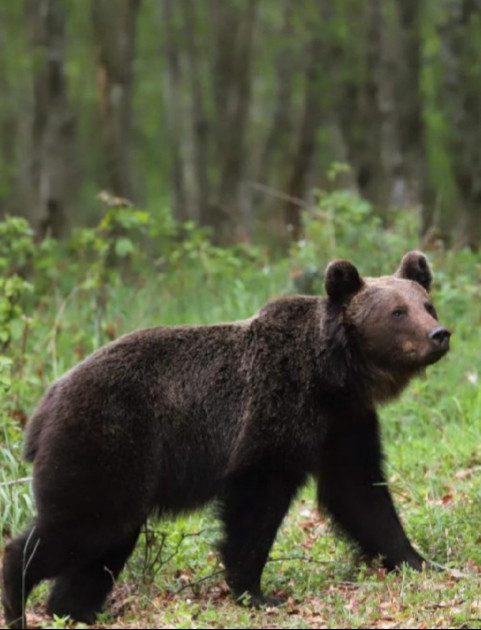 Plaga niedźwiedzi w gminie Solina. „Sytuacja jest bardzo poważna”. Wójt powołuje patrole i apeluje o pomoc do państwa!