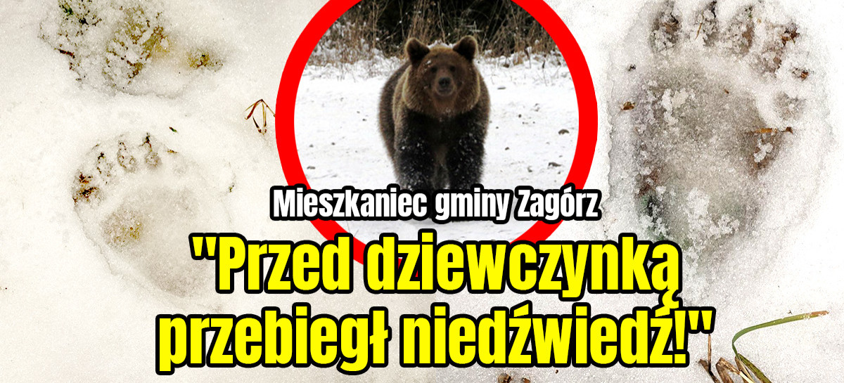 GMINA ZAGÓRZ: Niedźwiedź coraz bardziej zuchwały (FOTO, VIDEO)
