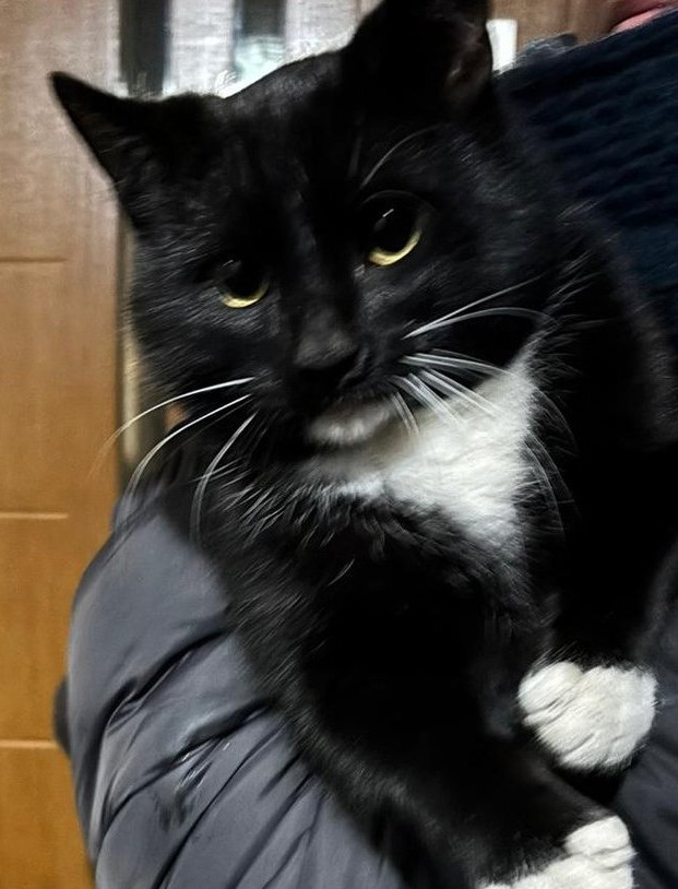 ZMIENNICA: Policjanci i strażacy uratowali kota uwięzionego w pustostanie