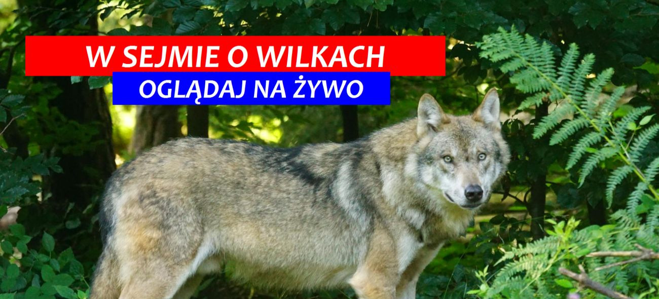 W Sejmie o zarządzaniu populacją wilka w Polsce! (NA ŻYWO)
