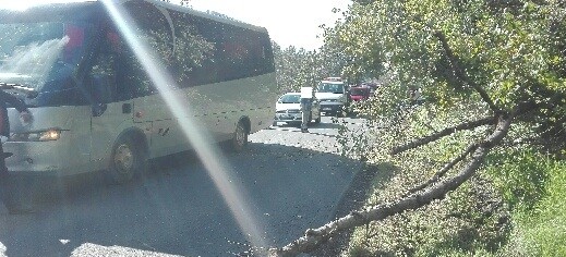 Na autokar spadł konar drzewa. Ranny pasażer (ZDJĘCIE)