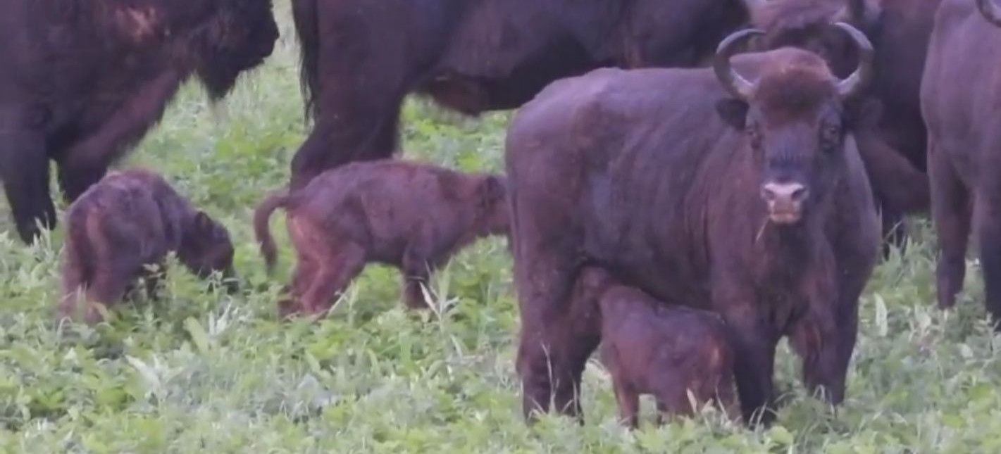 BIESZCZADY: Stado żubrów rośnie w siłę (VIDEO)