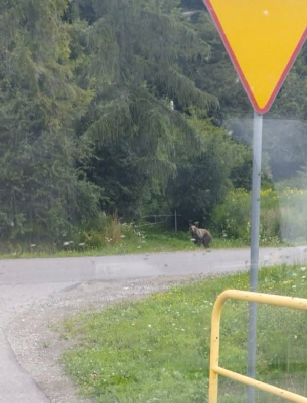 Niedźwiedź widziany w Załużu! Sołectwo apeluje o ostrożność