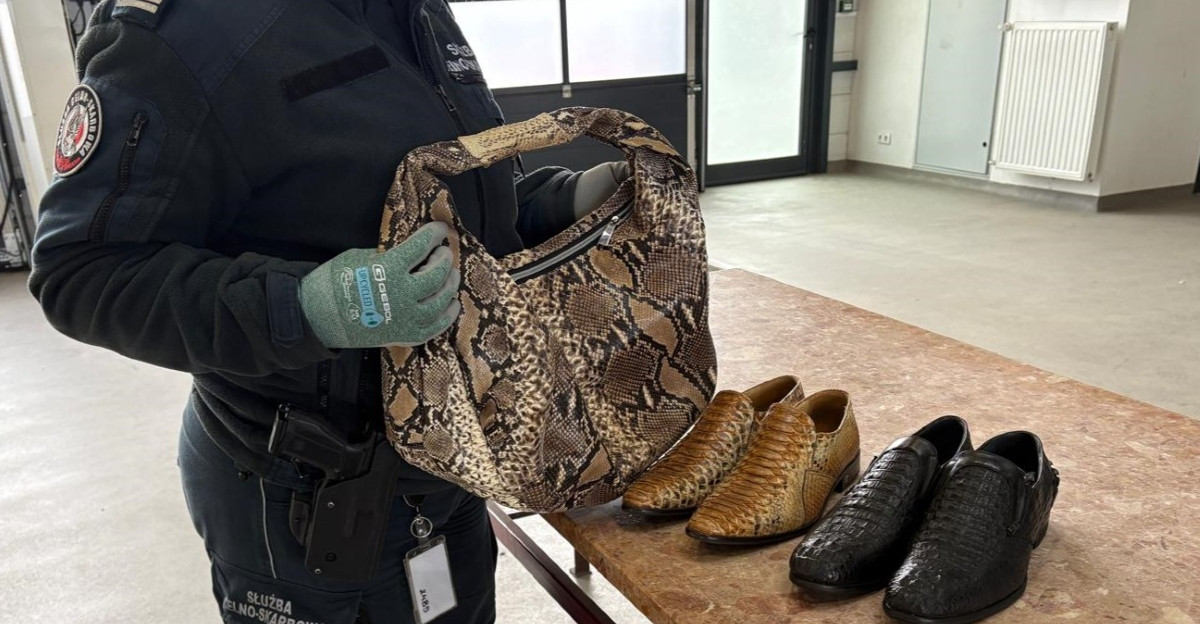 Luksusowa galanteria z pytona i krokodyla na granicy. 56-latkowi grozi więzienie [ZDJĘCIA]