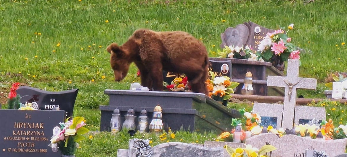 BIESZCZADY. Niedźwiedź odwiedził… cmentarz! (FOTO)