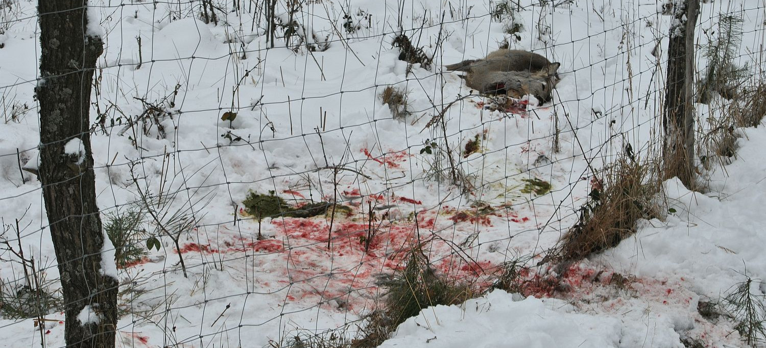 Kłusownictwo wciąż problemem. Zabito 265 dzikich zwierząt (ZDJĘCIA)