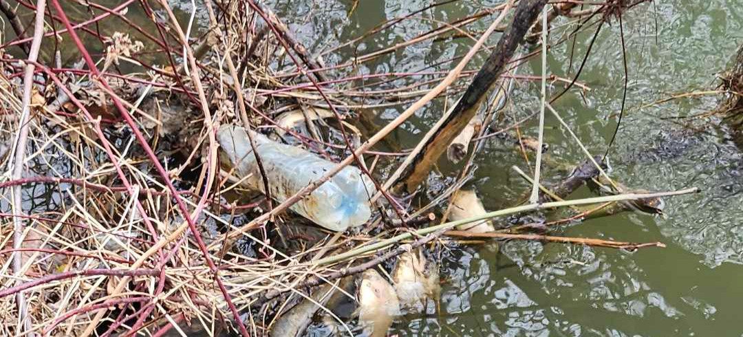 Śnięte ryby w potoku. Interweniowały Wody Polskie (ZDJĘCIA)