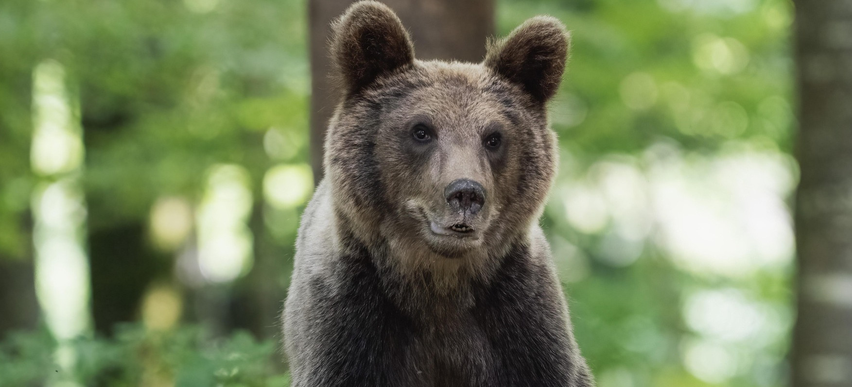 BIESZCZADY: Niedźwiedź zaatakował mężczyznę. Ranny trafił do szpitala