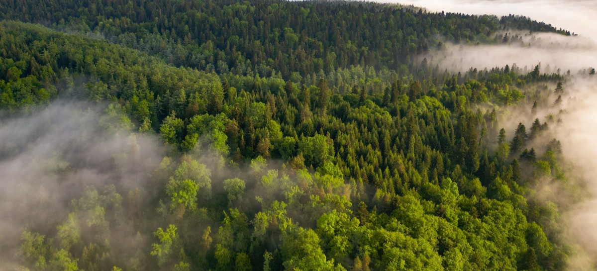 Lasy bukowe na liście UNESCO. Rozmowy o buczynach – tych bliższych i tych dalszych”