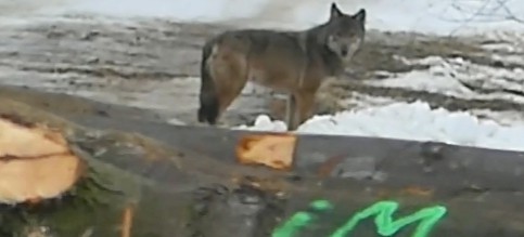 BIESZCZADY: Bliskie spotkanie z wilkiem! (VIDEO)