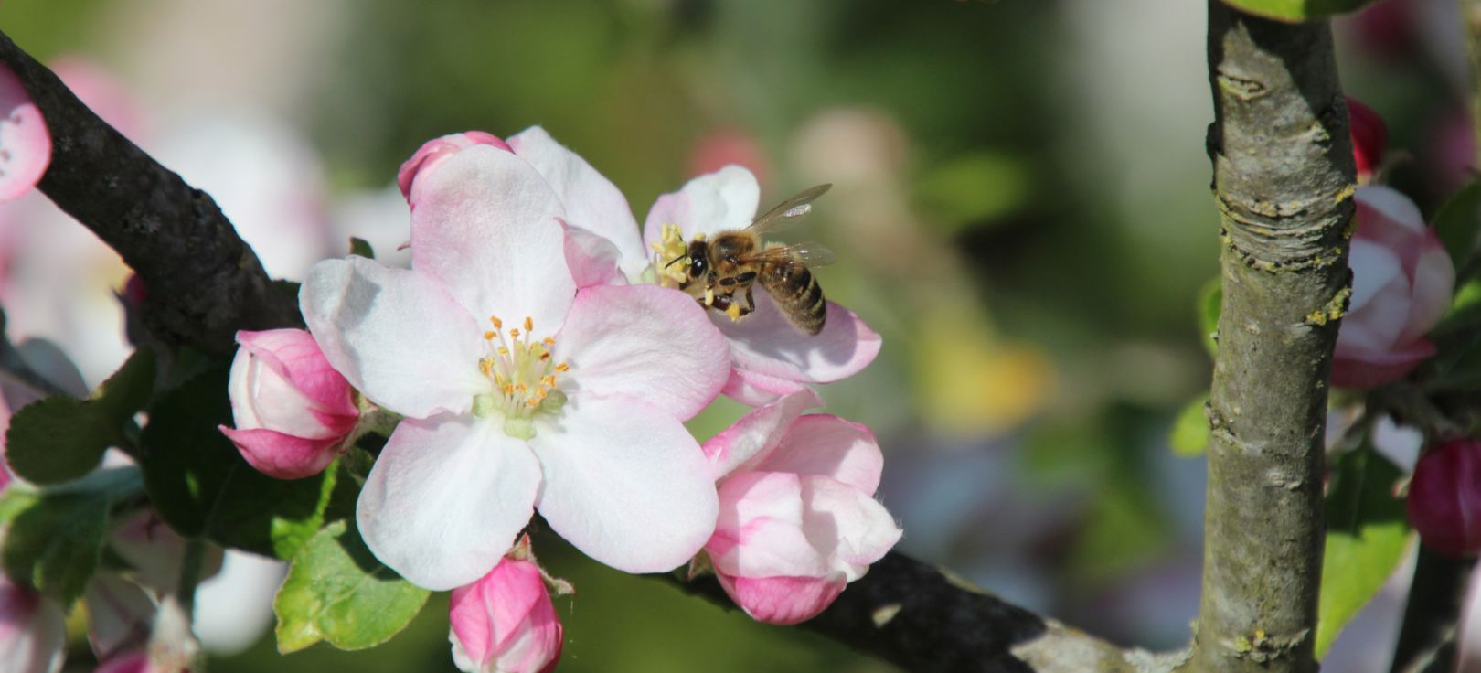 Apel PODR  Boguchwała do rolników, działkowców i sadowników: Pamiętajcie o pszczołach!
