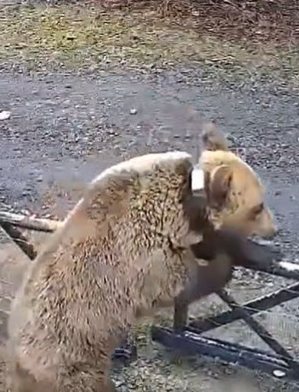 GMINA SOLINA: Niedźwiedzica z młodymi weszła na podwórko w Wołkowyi. „Populacja jest za duża” [VIDEO]