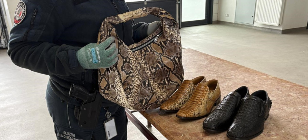 Luksusowa galanteria z pytona i krokodyla na granicy. 56-latkowi grozi więzienie [ZDJĘCIA]