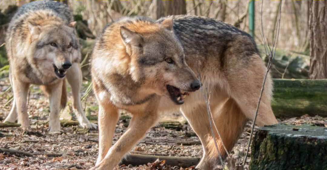 Wilki w pobliżu domostw! Gmina ostrzega