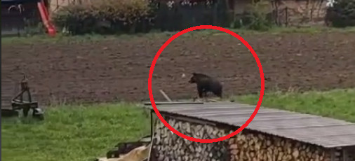Niedźwiedź biega po łąkach między domami! (VIDEO)
