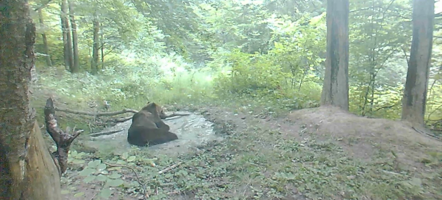 BIESZCZADY: Niedźwiedzia poranna kąpiel w bagienku (VIDEO)