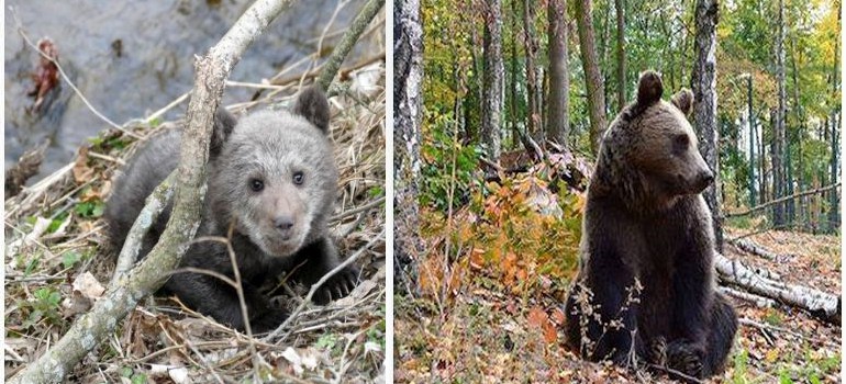 Jej misiowatość Cisna. Mała niedźwiedzica uratowana przez leśników. Dzisiaj ma już 2,5 roku! (FOTO)