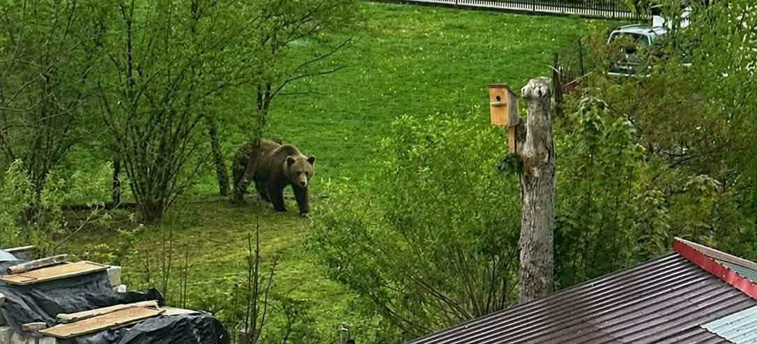 Niedźwiedzie blisko zabudowań w Czaszynie. Apel o ostrożność [FOTO]
