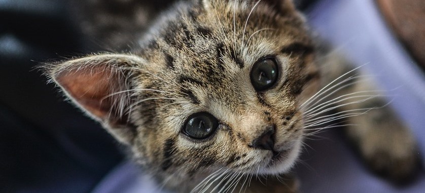 Zabił małego kotka. Grozi mu do 3 lat więzienia