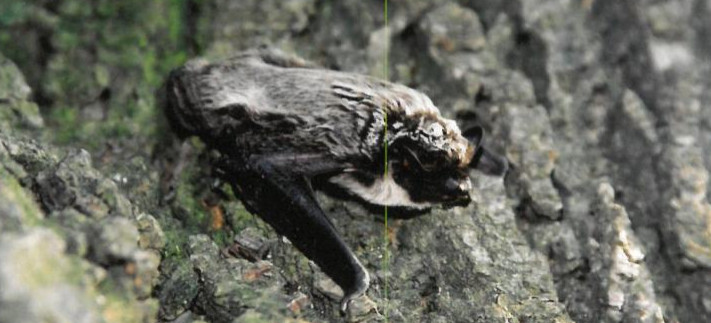 Nietoperze wylatują na żer. Pierwsze oznaki wiosny (ZDJĘCIA)