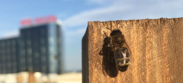 Powstała #PASIEKAwSercuMiasta  – pszczoły zamieszkały w centrum miasta