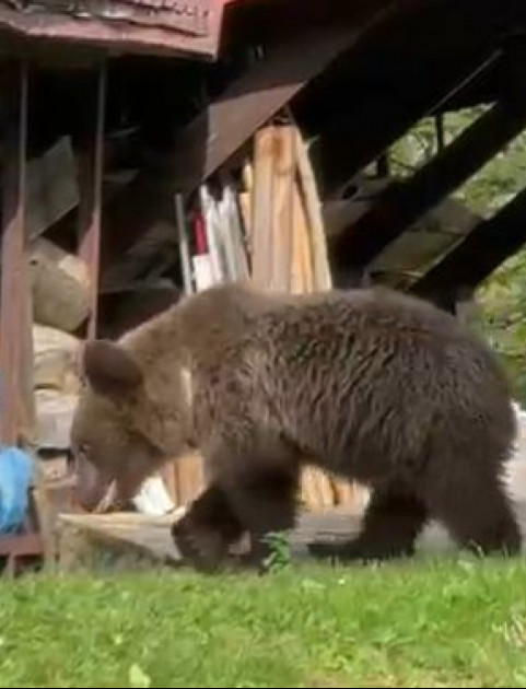 Niedźwiedź na podwórku w Wetlinie. Młode zwierzę próbowało wejść do domu [VIDEO, ZDJĘCIA]