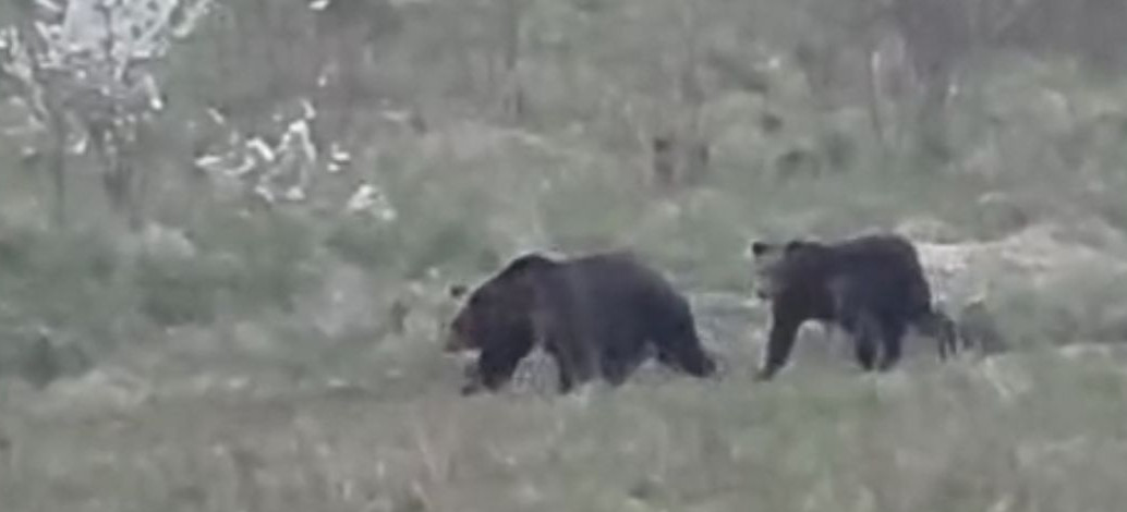 SANOK: Kolejne zgłoszenia o niedźwiedziach. Zobacz nagranie z Olchowiec [WIDEO]