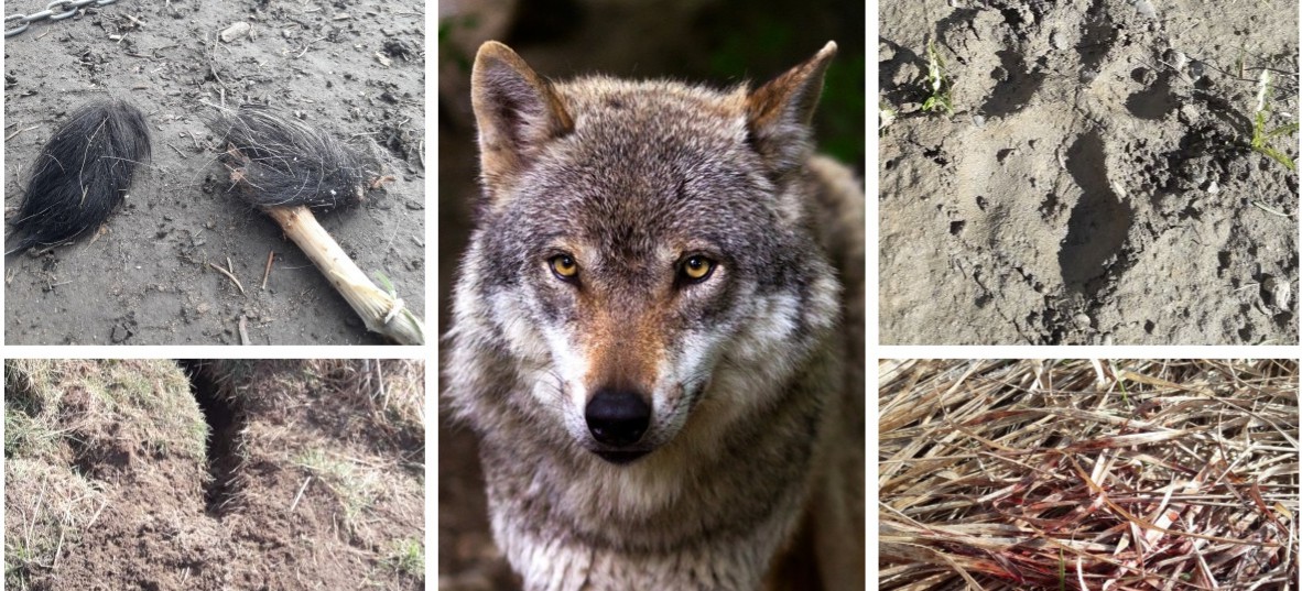 INTERWENCJA: Mieszkańców „nachodzą” wilki, hybrydy czy psy? (ZDJĘCIA)