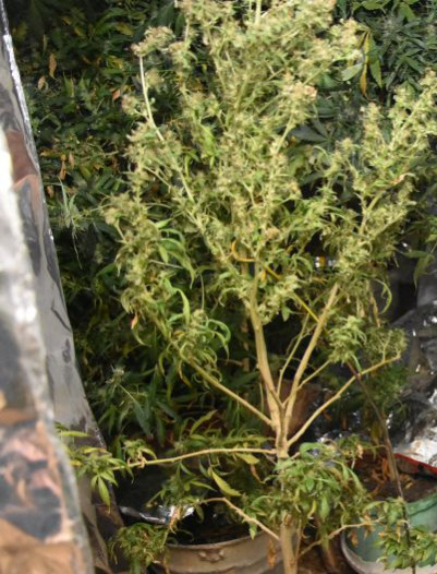 REGION. Krzewy marihuany w piwnicy, w  pokoju i na polu uprawnym. 34-latek zatrzymany (ZDJĘCIA)