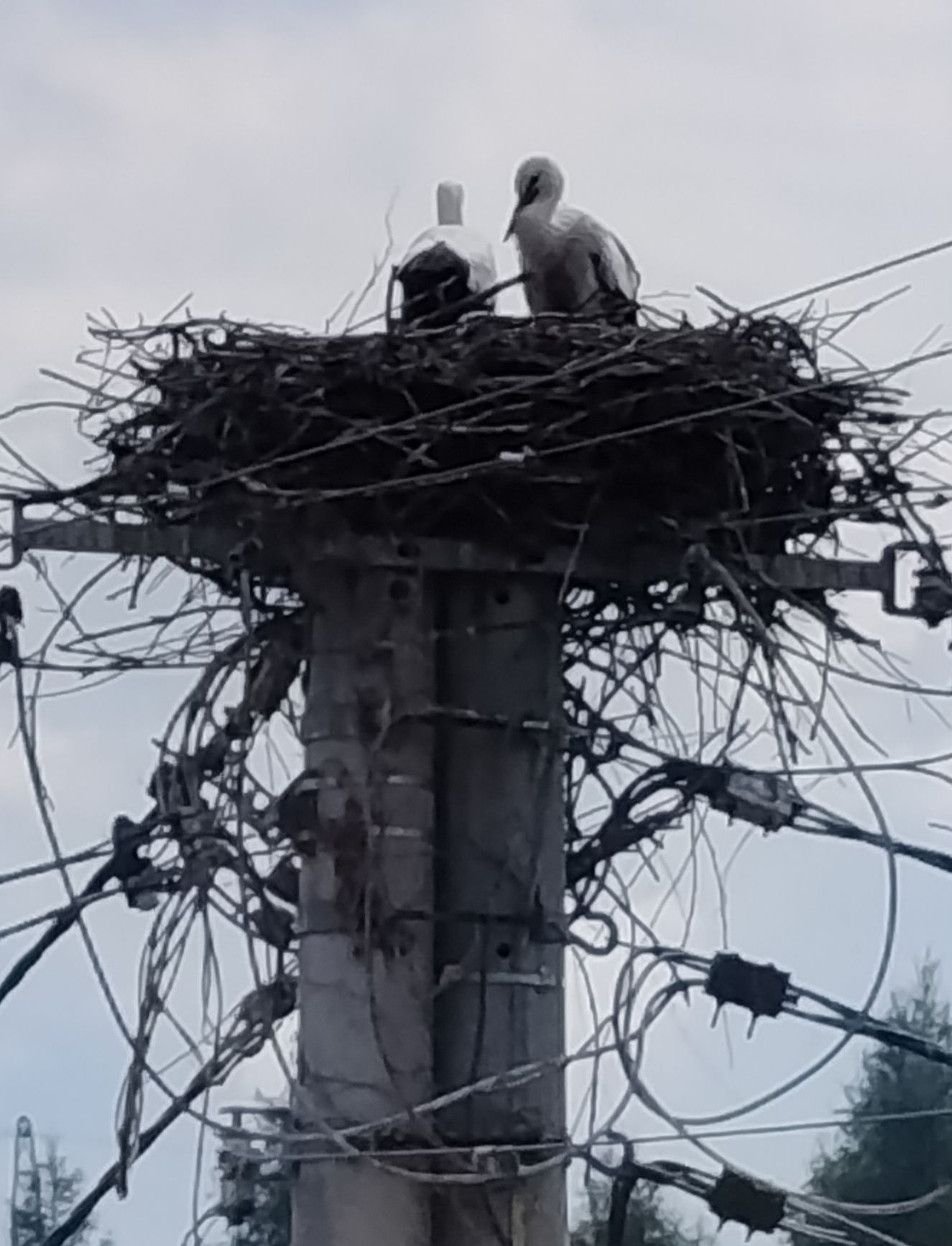 SANOK. Bocianie gniazdo blisko przewodów energetycznych. Energetycy zamontują platformę!