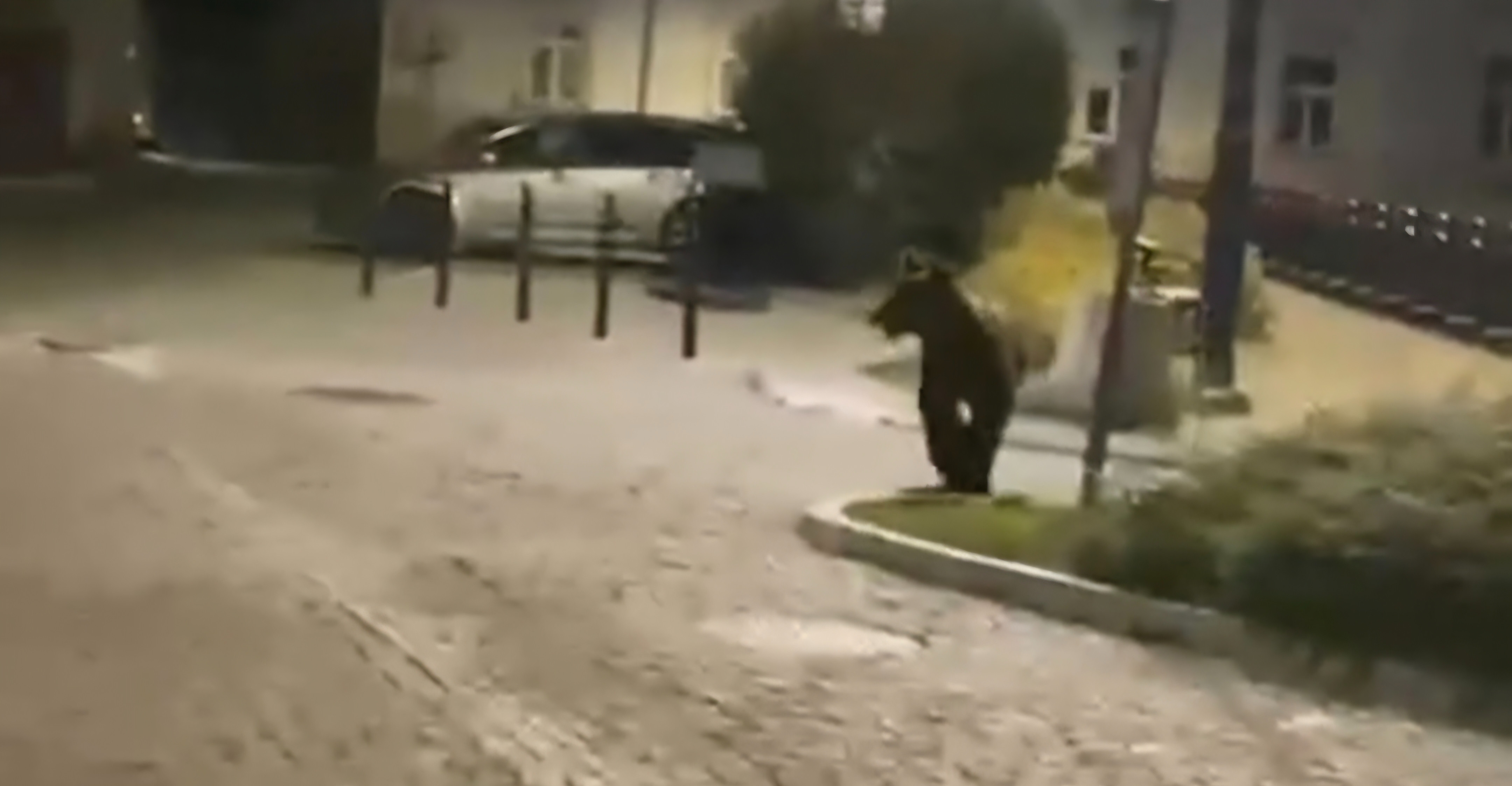 To pierwszy taki przypadek. Niedźwiedź pojawił się w centrum Przemyśla [VIDEO]