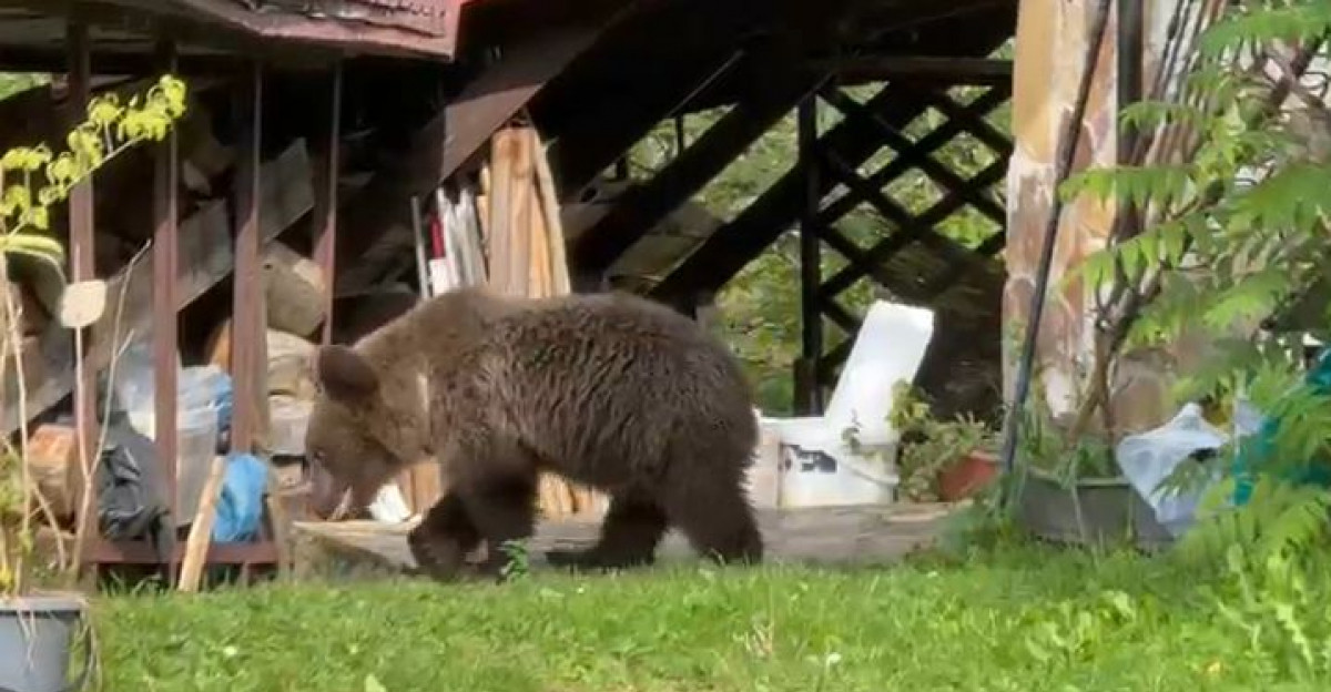 Niedźwiedź na podwórku w Wetlinie. Młode zwierzę próbowało wejść do domu [VIDEO, ZDJĘCIA]