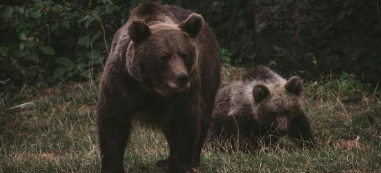 Niedźwiedź zauważony w rejonie Klimkówki. Kolejna gmina wydała ostrzeżenie