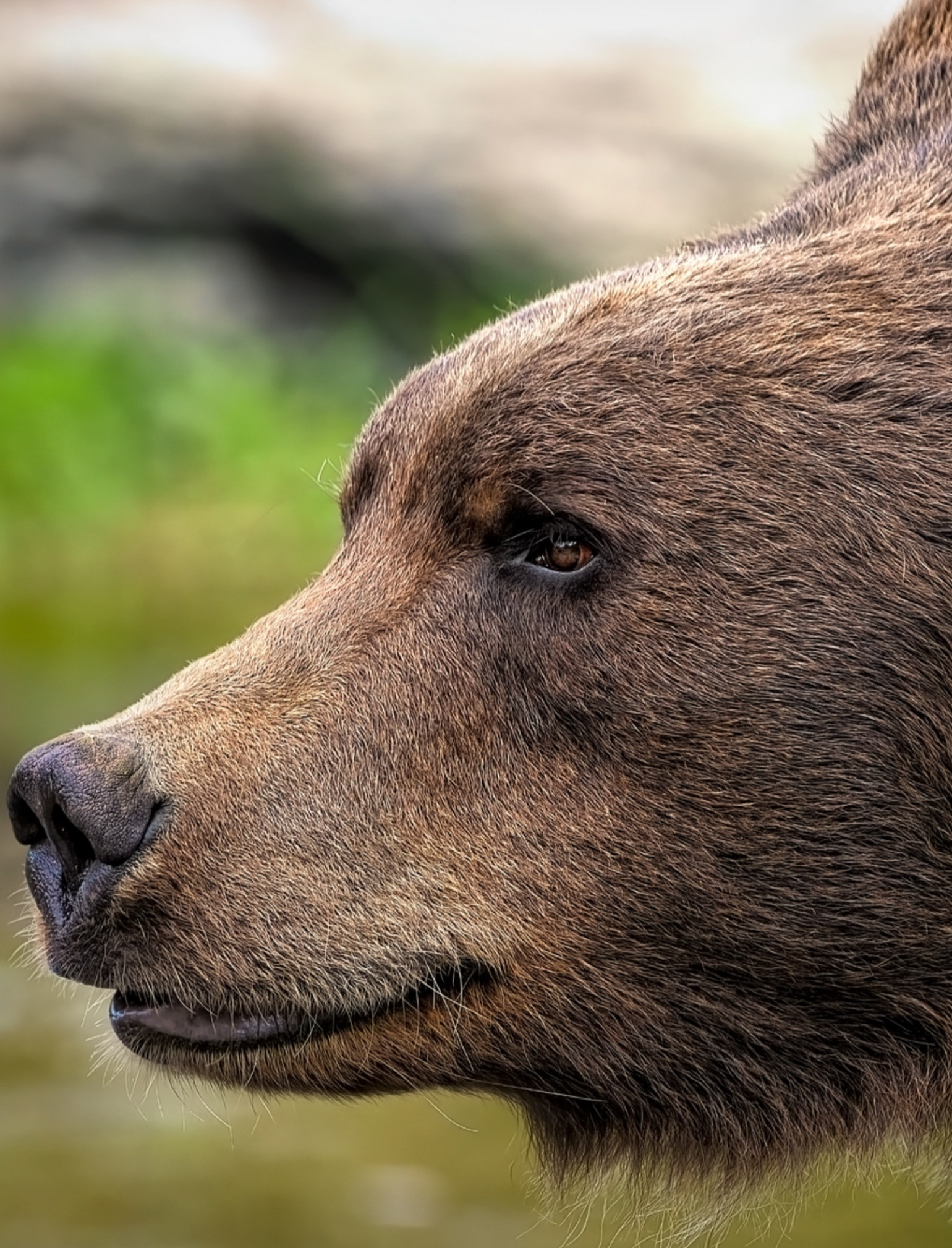 GMINA ZAGÓRZ. Niedźwiedzica z młodym pod domami w Zahutyniu! [VIDEO]