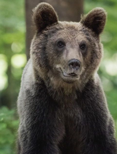 Niedźwiedź ponownie widziany w Dobrej. Wraca „do siebie”? (VIDEO)